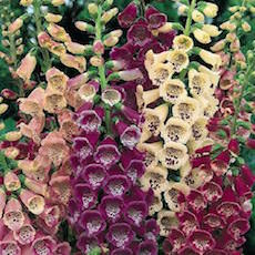 Foglove flower garden seeds