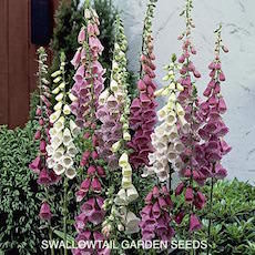 Digitalis purpurea