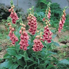 Foglove, Strawberry perennial flower garden seeds