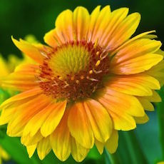 Gaillardia