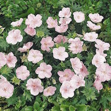 Pink Geranium flowers