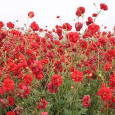 red Geum flowers