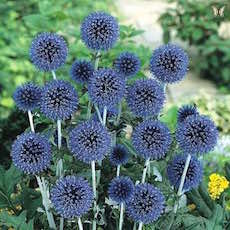 Globe Thistle