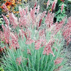 Savannah Ruby Grass flowers