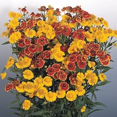 Helenium autumnale