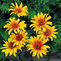 Heliopsis