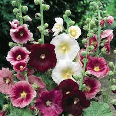 Hollyhock Seeds | 26 Hollyhocks | Perennial Flower Seeds