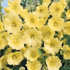 Hollyhock, Russian Yellow