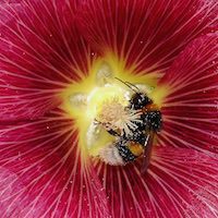 Hollyhock Single Flowered