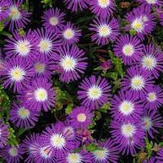 Ice Plant