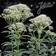 Eupatorium fistulosum