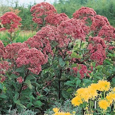 Joe-Pye Weed