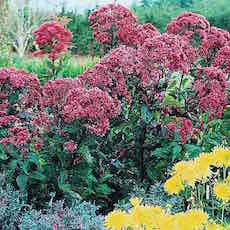 Eupatorium fistulosum