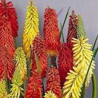 Kniphofia spp.