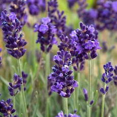 Lavandula Lavance Purple