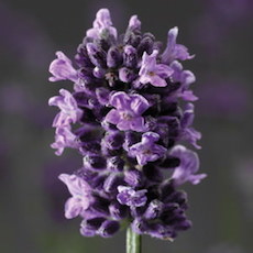 Lavandula angustifolia