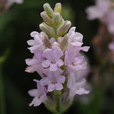 Ellagance Series Lavandula angustifolia