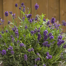 Lavandula angustifolia