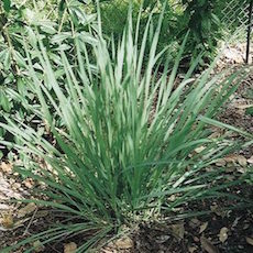 Cymbopogon flexuosus