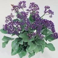 Limonium spp.