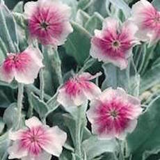 Lychnis