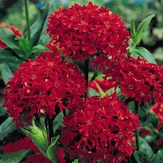 Lychnis spp