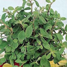 Origanum marjorana