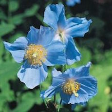 Meconopsis