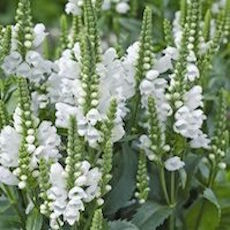 Physostegia virginiana