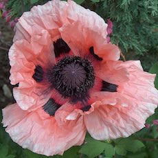 Oriental Poppy