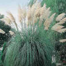 Pampas Grass