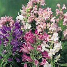 Penstemon