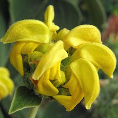 Phlomis