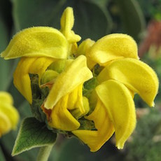 Phlomis russeliana