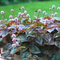 Polygonum capitatum