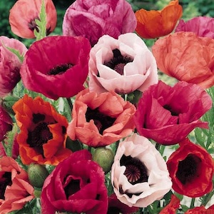 Oriental Poppy