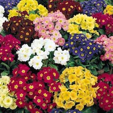 Primula x polyantha