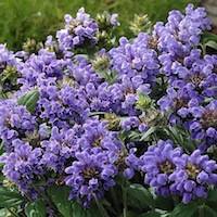 Prunella grandiflora
