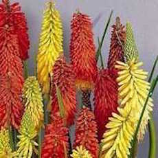 Red Hot Poker