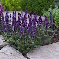 Salvia