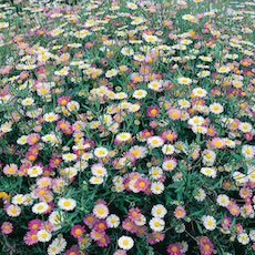 Erigeron karvinskianus