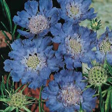 Scabiosa