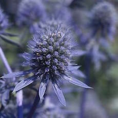 Eryngium planum