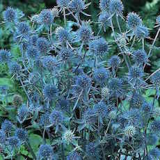 Sea Holly