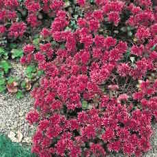 Sedum