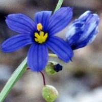 Sisyrinchium angustifolium