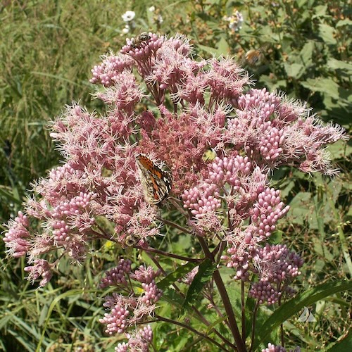 Eupatorium fistulosum