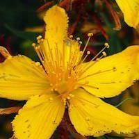 Hypericum perforatum