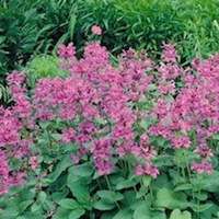 Stachys