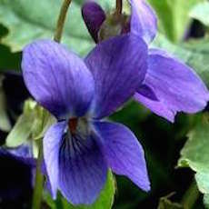 Sweet Violet